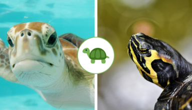 Su Kaplumbağası ve Deniz Kaplumbağası