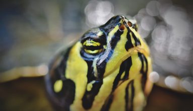 Su Kaplumbağaları Mantar Hastalığı